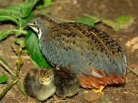 /album/tevekenyen-a-jovonkert-szoc-szov/furj-4-jpg/